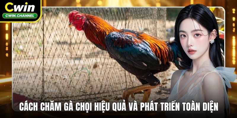 Cách chăm gà chọi