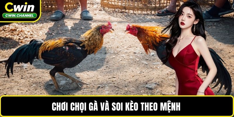 Chơi chọi gà và soi kèo theo mệnh